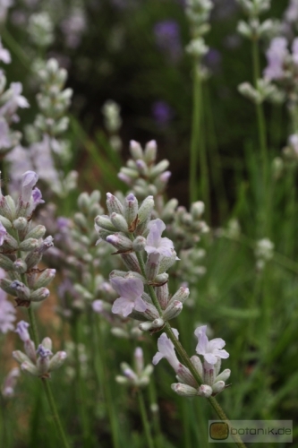 Lavandula angustifolia 'Clarmo' -- Lavendel